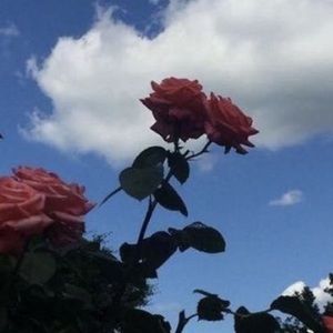 Meet your Posher, Dian